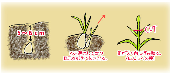 ニンニクの植え付け Jaえひめ中央 えひめ中央農業協同組合