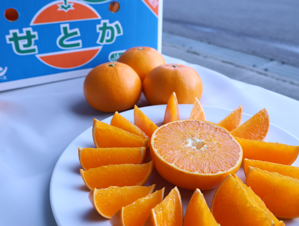 取材レポ】甘くてジューシーかんきつの王様「せとか」露地栽培の出荷