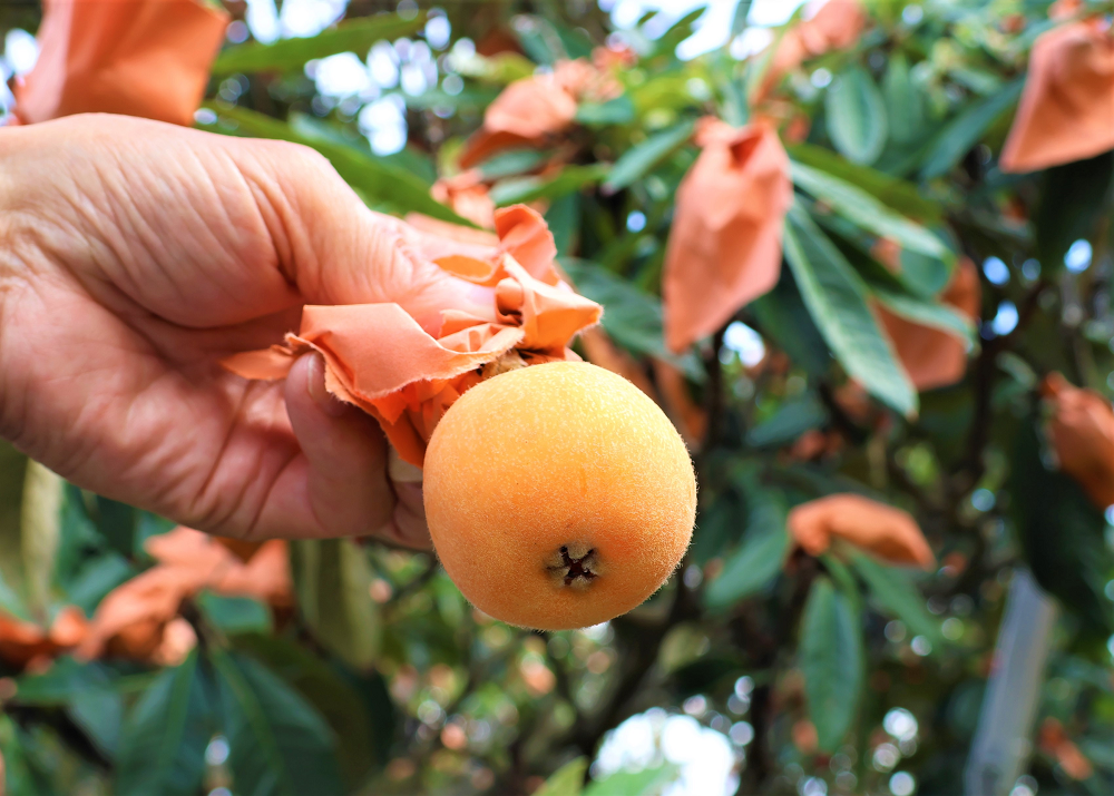 最新 NO 14 イワヒバ(岩松） 30年物 静岡県 玉川産 激安の投売り大